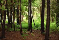 670c2f1796880450ee822ed4 Green 2 670c2f1796880450ee822ed4 Green 2