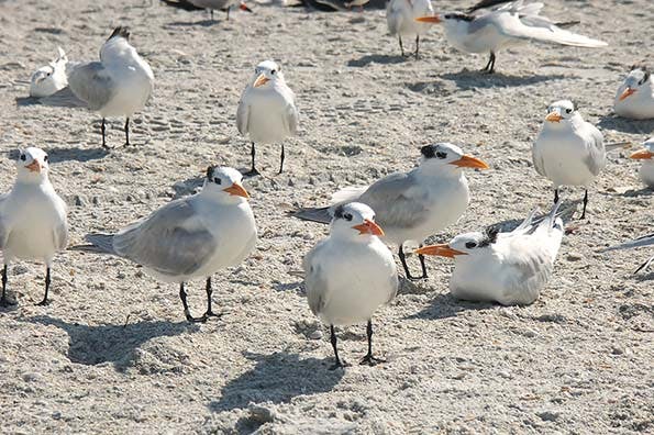 670c2f6eaf93c986c5904028 Pict539420florida20bird20photos