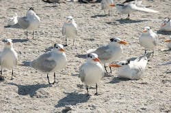 670c2f6eaf93c986c5904028 Pict539420florida20bird20photos 670c2f6eaf93c986c5904028 Pict539420florida20bird20photos