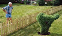 Angry neighbor glaring at shrubbery trimmed into man mooning him Angry neighbor glaring at shrubbery trimmed into man mooning him