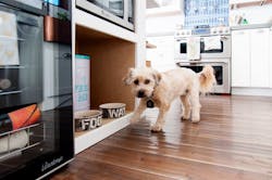 Dogs Are The Most Popular Type Of Pet Dogs Are The Most Popular Type Of Pet