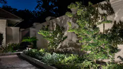 Lighting a maple tree that sits against a wall creates shadows and textures